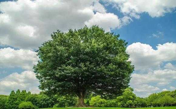 什么树活动能调节气候（树木可以调节气候）