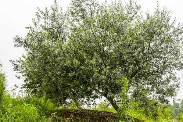 适宜种植油橄榄的气候（油橄榄主要种植在地中海沿岸地区）
