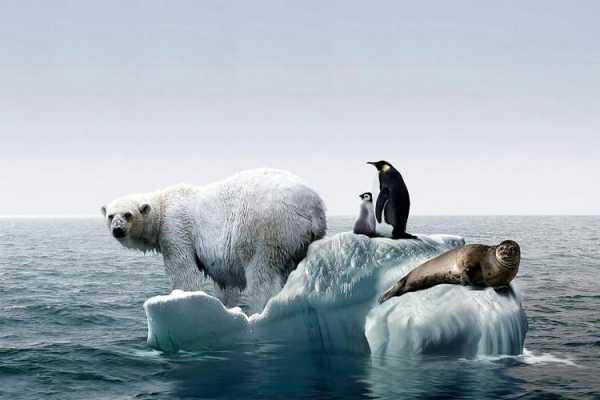 气候变暖冰川（气候变暖冰川融化会影响哪种动物的生存）