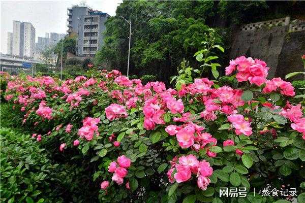 重庆的气候适合养哪些花（重庆夏季适合养什么花）