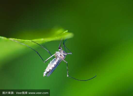 热带雨林气候蚊虫（热带雨林蚊子）