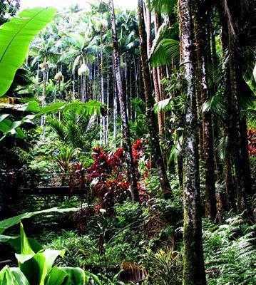 热带雨林气候光照条件强吗（热带雨林气候环境）