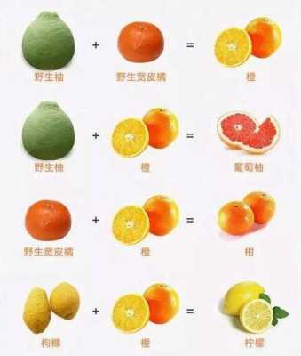 柑橘和多与气候的关系（柑和橘哪个甜）