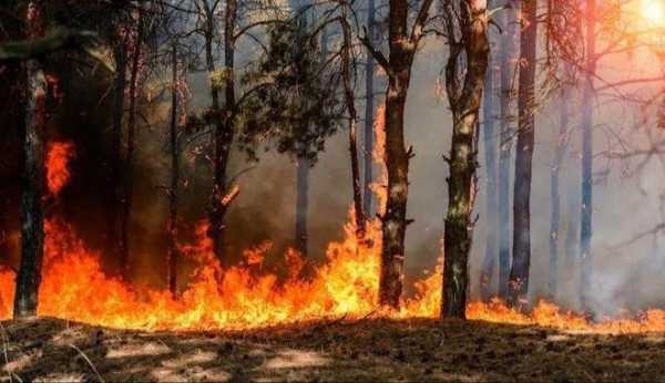 气候变化与森林火灾英文（气候变化与森林火灾英文对话）
