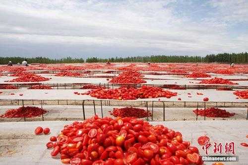 新疆番茄的气候条件（新疆番茄质量高的气候原因）