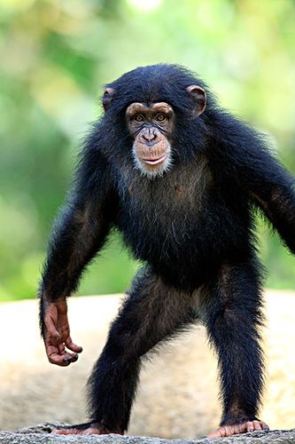 黑猩猩生活的气候类型