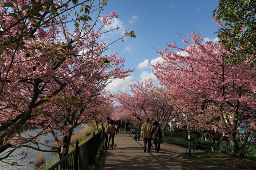 樱花树适合气候