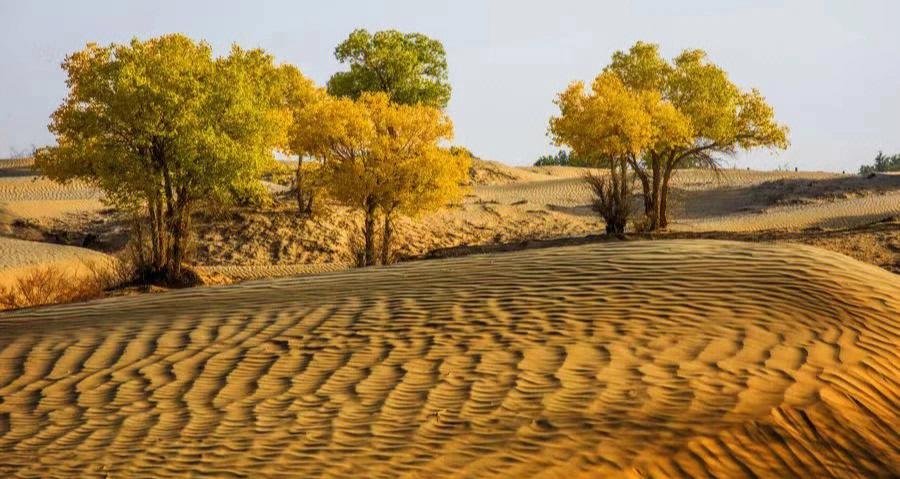 沙漠胡杨风景照片