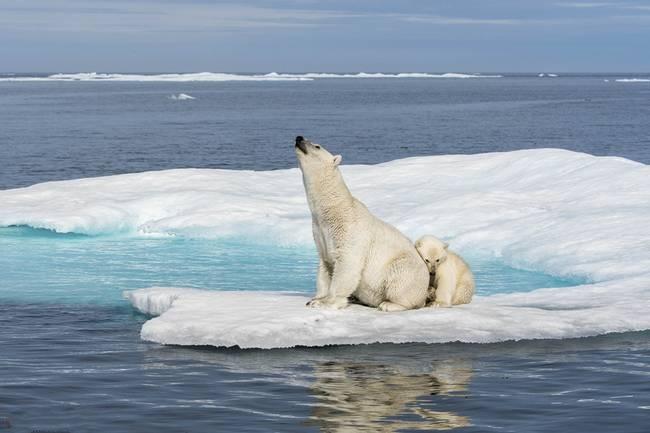 气候变暖下北极熊的生存