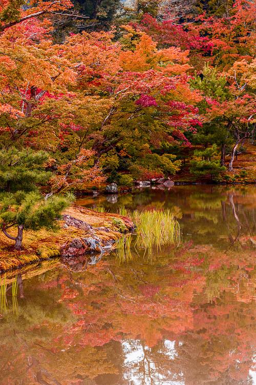 日本气候与红叶的关系