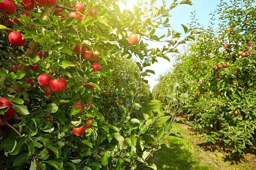 种植苹果的气候类型是什么